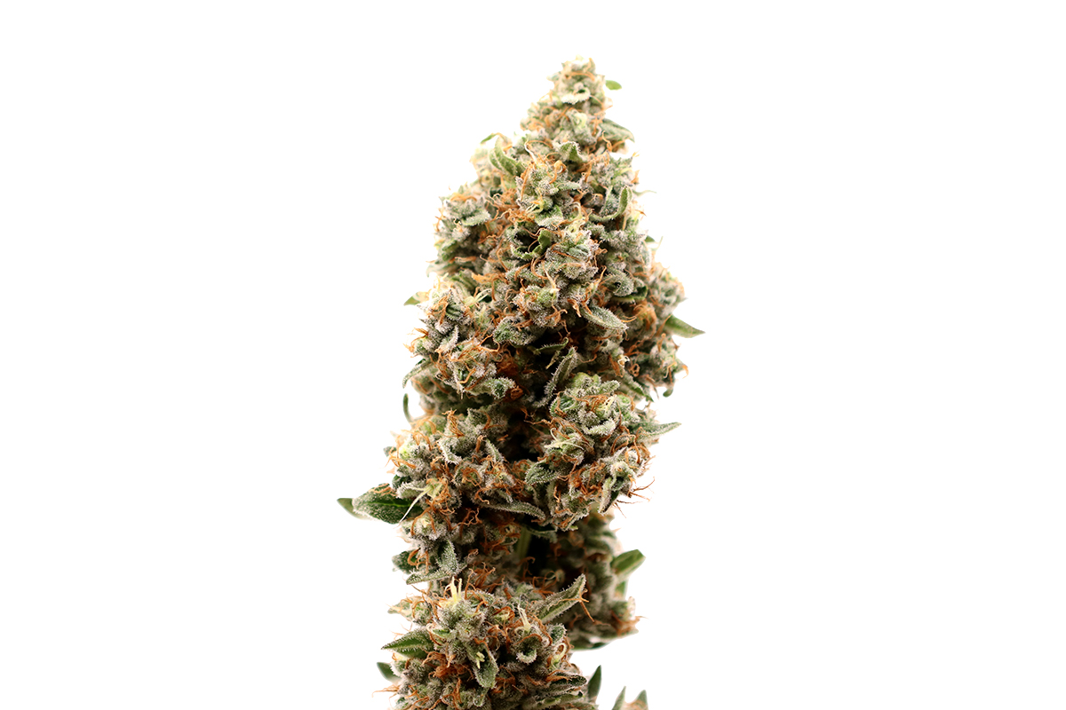 Amnesia OG (Hanfsamen 5Stk.)