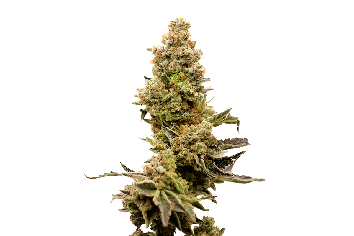 Lemon Haze (Hanfsamen 5Stk.)