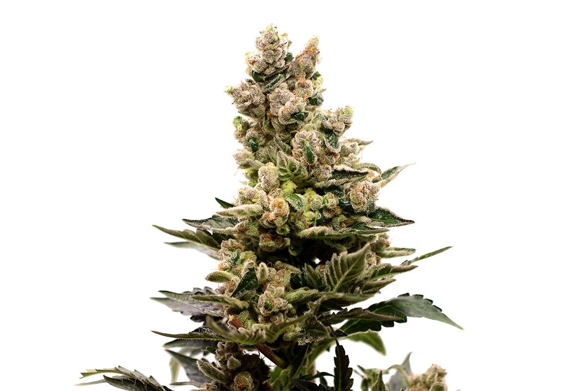 Peak Aura II (Hanfsamen 5Stk.)