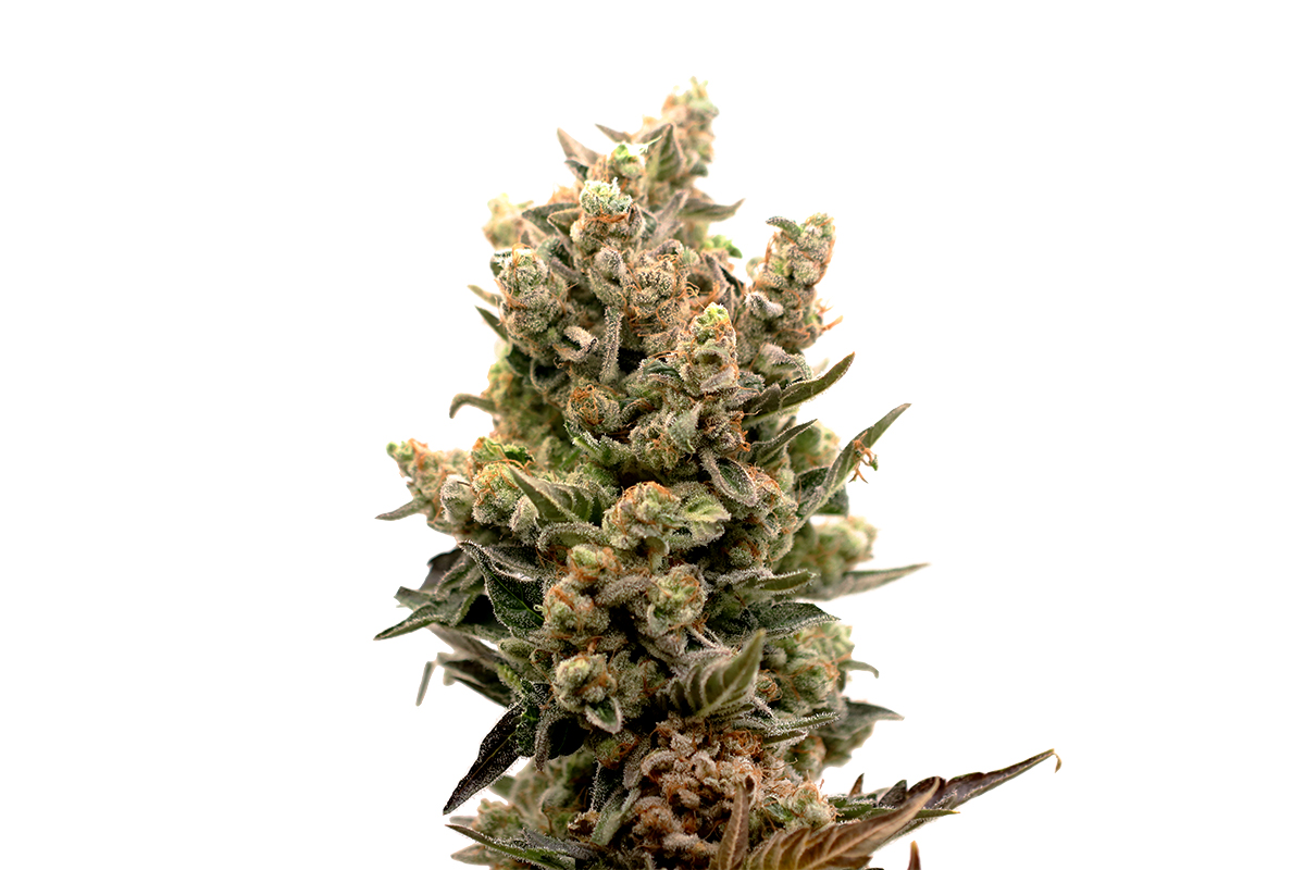 Pablo 47 (Hanfsamen 5Stk.)