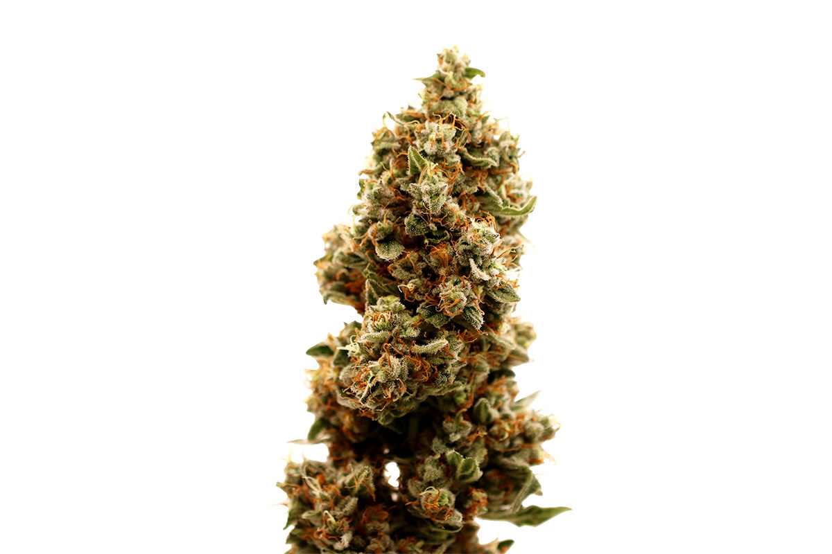 White Widow OG (Hanfsamen 5Stk.)